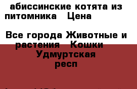 абиссинские котята из питомника › Цена ­ 15 000 - Все города Животные и растения » Кошки   . Удмуртская респ.